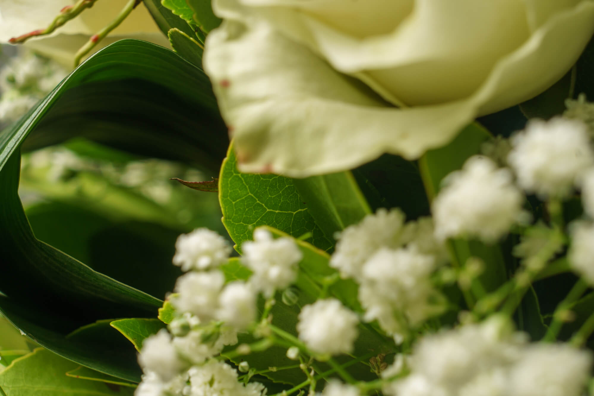 funeralflowers.gr (209)